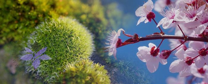 عطرهای مدیترانهای