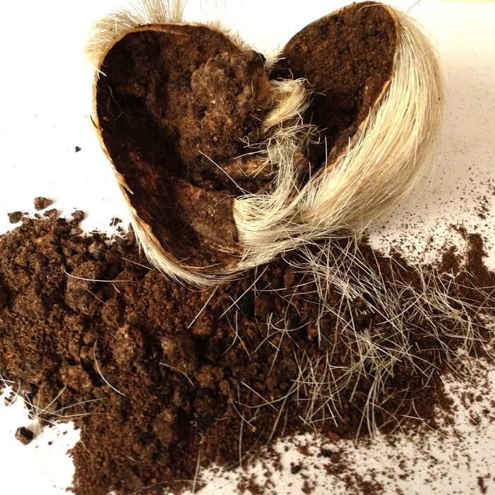 جادوی حیرتانگیز مشک چیست؟ و چه کاربردی در عطرسازی دارد؟