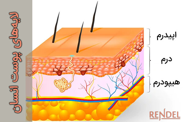 لایه های پوست انسان