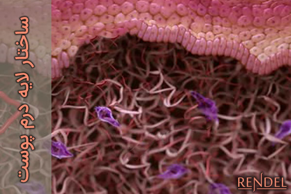 درم در ساختار پوست انسان